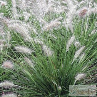 Pennisetum 'Piglet' - tollborzfű