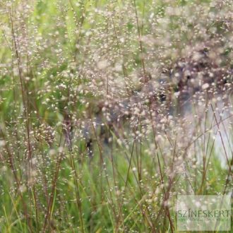 Sporobolus heterolepis 'Blue Fog' - özönfű