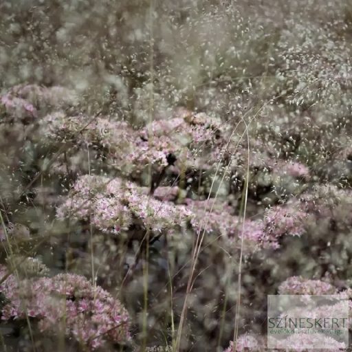 Sporobolus heterolepis 'Blue Fog' - özönfű