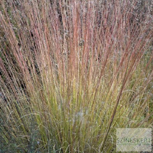 Sporobolus heterolepis 'Blue Fog' - özönfű