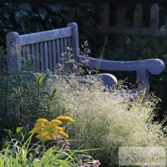 Deschampsia cespitosa 'Goldtau' - gyepes sédbúza