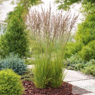 Molinia caerulea 'Heidezwerg' - kékperje