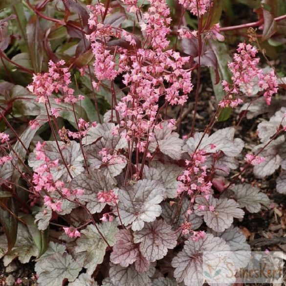 Heuchera 'Milan' -tűzeső