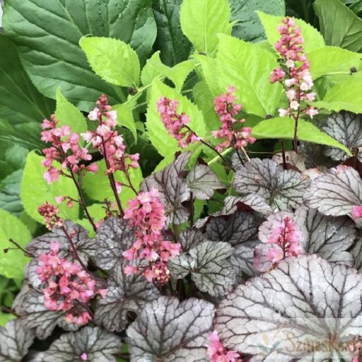 Heuchera 'Milan' -tűzeső