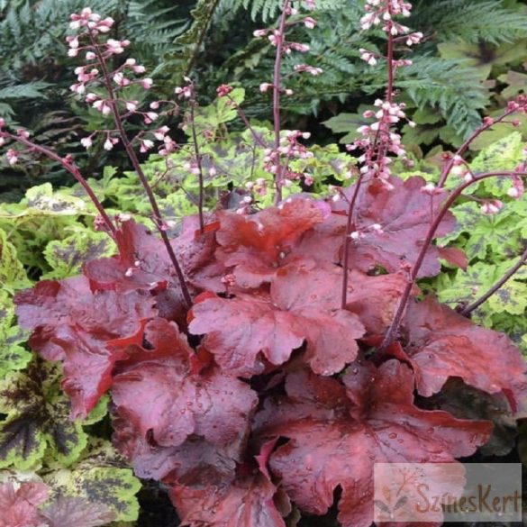 Heuchera 'Fire Alarm' -tűzeső