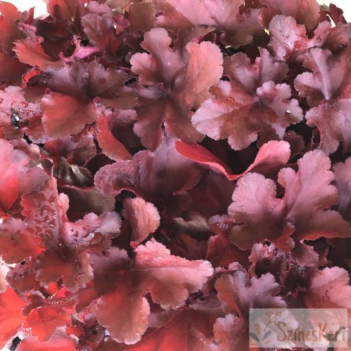 Heuchera 'Fire Alarm' -tűzeső