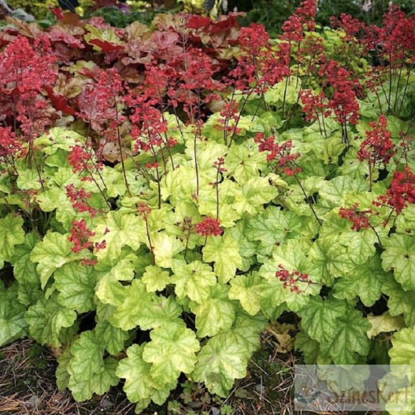 Heuchera 