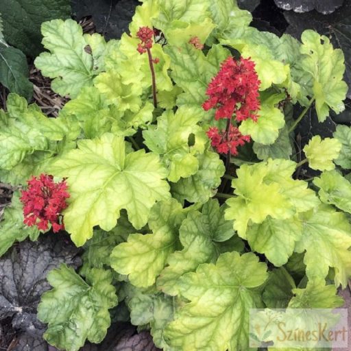 Heuchera 