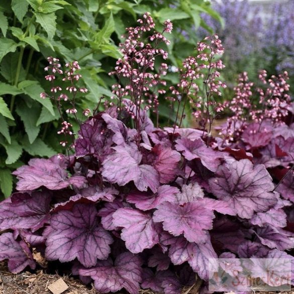 Heuchera 