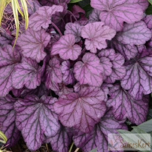 Heuchera 