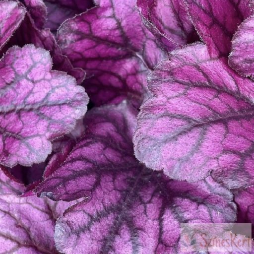 Heuchera 