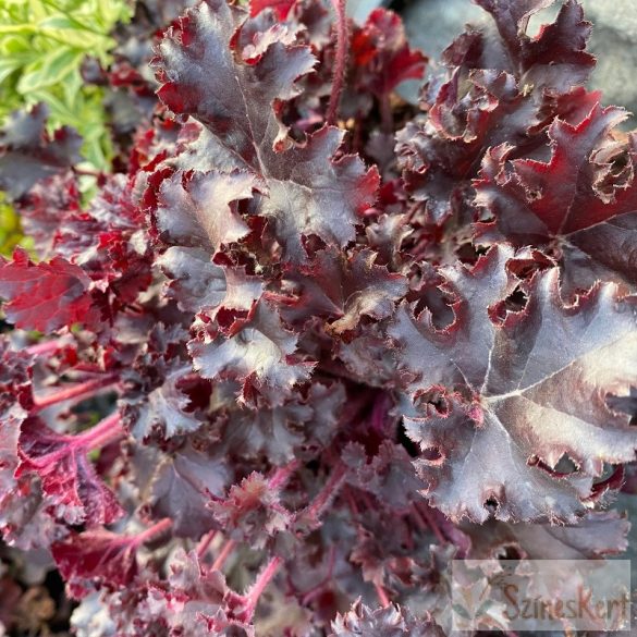 Heuchera 'Dark Secret' -tűzeső