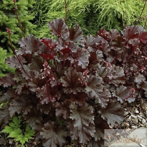 Heuchera 'Dark Secret' -tűzeső