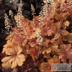 Heucherella x 'Buttered Rum' -turbáncső