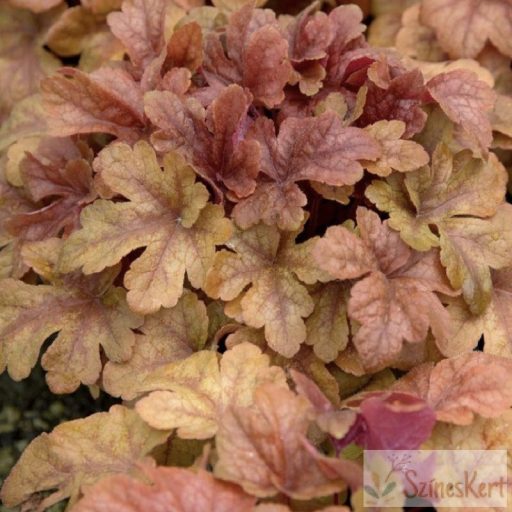 Heucherella x 'Buttered Rum' -turbáncső