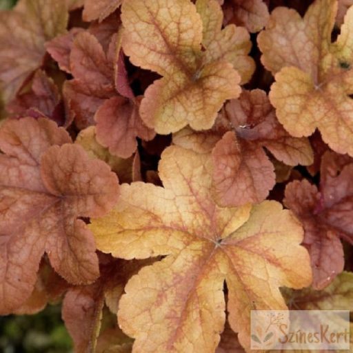 Heucherella x 'Buttered Rum' -turbáncső