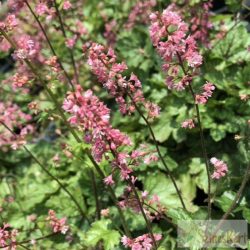 Heucherella x 'Pink Revolution' -turbáncső