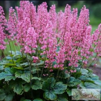 Heucherella x 'Pink Revolution' - turbáncső