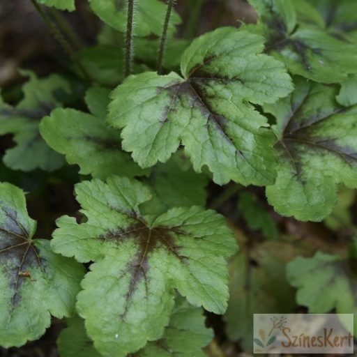Heucherella x 'Pink Revolution' - turbáncső