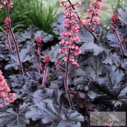 Heuchera 'Timeless Night' - tűzeső