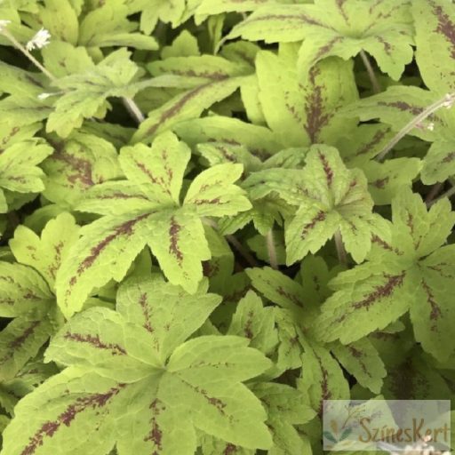 Heucherella x 'Sunrise Falls' -turbáncső