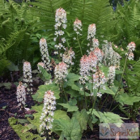 Tiarella 'Pink Skyrocket' - turbántok