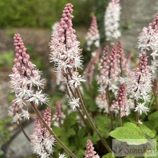 Tiarella 'Pink Skyrocket' - turbántok