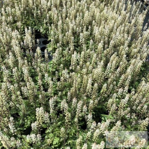 Tiarella 'Pink Skyrocket' - turbántok