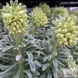   Euphorbia characias 'Glacier Blue' - velencei kutyatej