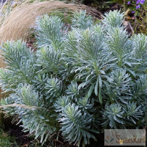 Euphorbia characias 'Glacier Blue' - velencei kutyatej