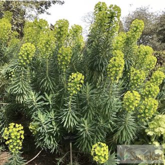 Euphorbia characias subsp. wulfenii  - velencei kutyatej
