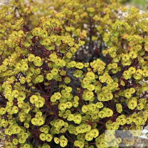 Euphorbia 'Miner's Merlot' - színes kutyatej