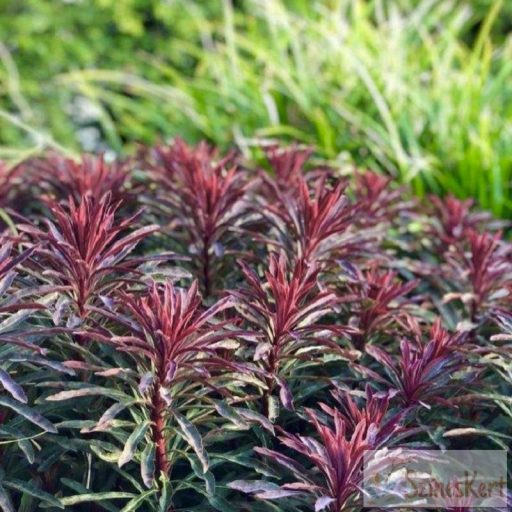 Euphorbia 'Miner's Merlot' - színes kutyatej