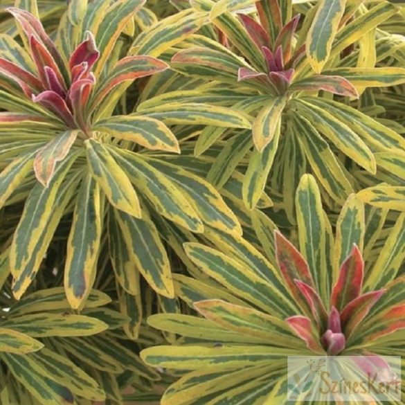 Euphorbia 'Ascot Rainbow' - kutyatej