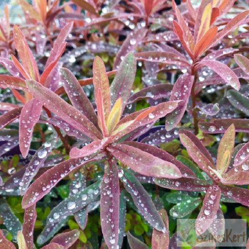 Euphorbia epithymoides 'Bonfire' - színeváltó kutyatej