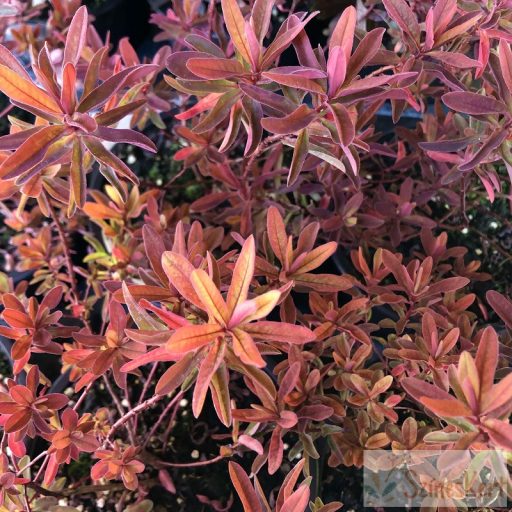 Euphorbia epithymoides 'Bonfire' - színeváltó kutyatej