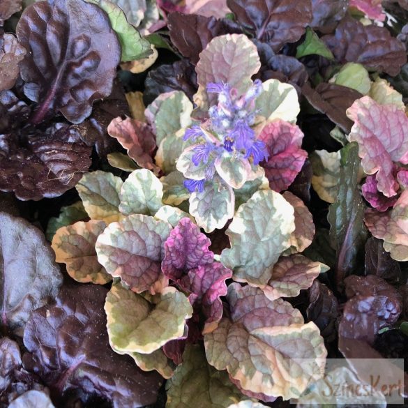 Ajuga reptans 