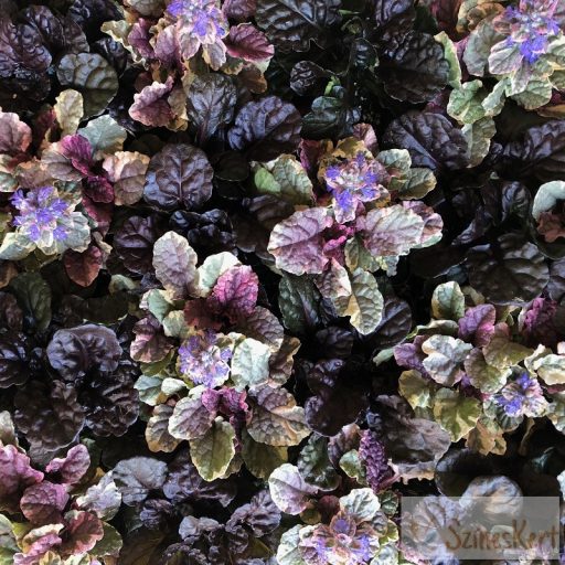 Ajuga reptans 