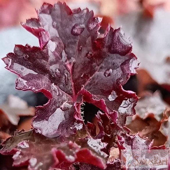 Heuchera 'World Caffe Espresso' -tűzeső