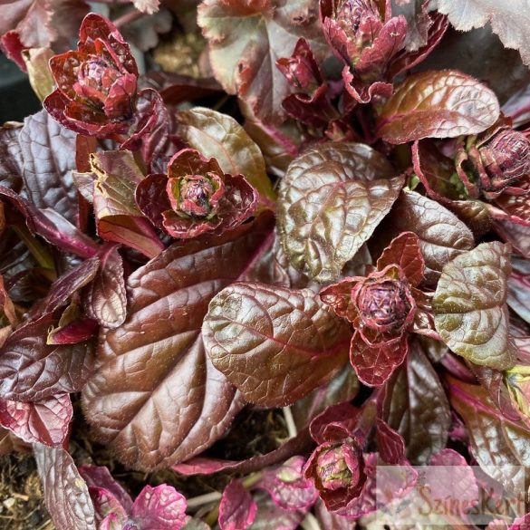 Ajuga reptans 'Atropurpurea' - indás ínfű