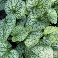   Brunnera macrophylla 'Alexanders Great' - kaukázusi nefelejcs