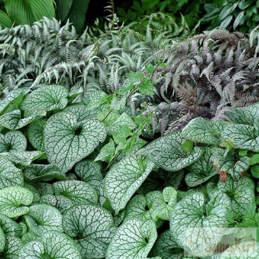 Brunnera macrophylla 'Alexanders Great' - kaukázusi nefelejcs