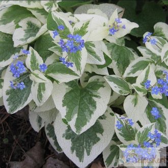   Brunnera macrophylla ''Variegata' - kaukázusi nefelejcs
