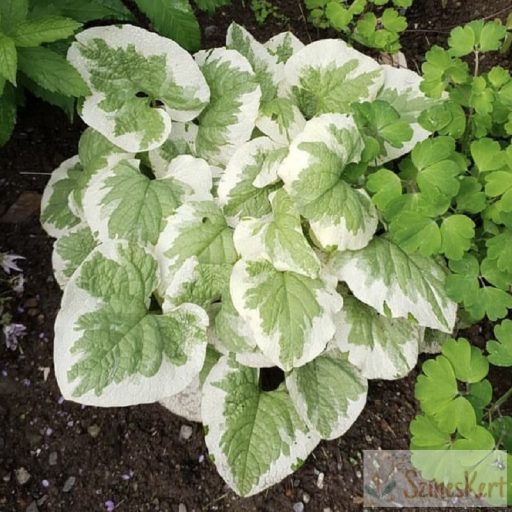 Brunnera macrophylla ''Variegata' - kaukázusi nefelejcs