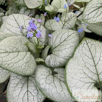   Brunnera macrophylla ''Alexandria' - kaukázusi nefelejcs