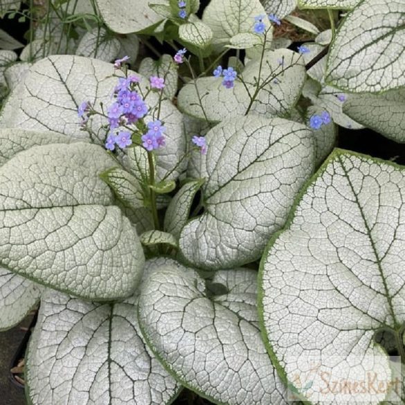 Brunnera macrophylla ''Alexandria' - kaukázusi nefelejcs