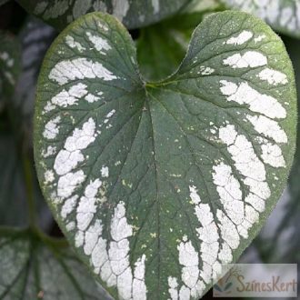   Brunnera macrophylla 'Emerald Mist' - kaukázusi nefelejcs