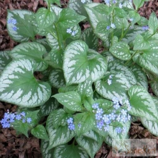Brunnera macrophylla 'Emerald Mist' - kaukázusi nefelejcs