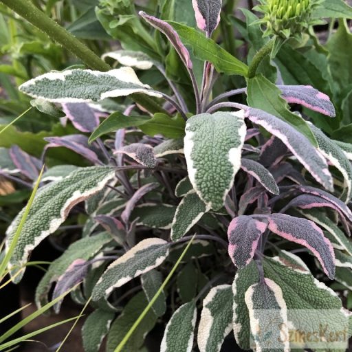 Salvia officinalis 'Tricolor' - orvosi zsálya