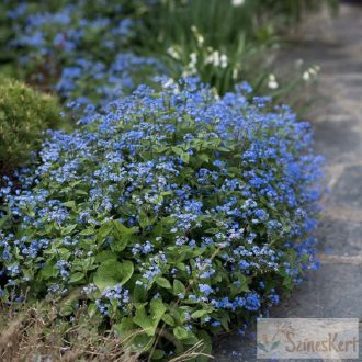 Brunnera macrophylla - kaukázusi nefelejcs